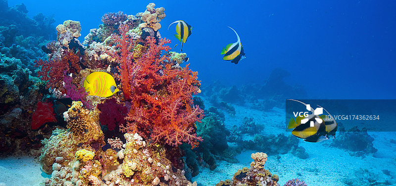 珊瑚礁景色与半身蝴蝶鱼和红海鱼图片素材