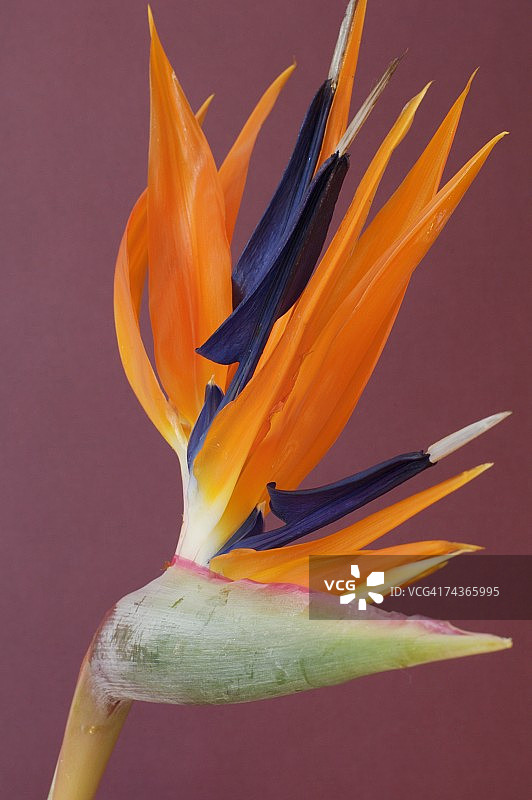 天堂鸟花特写图片素材