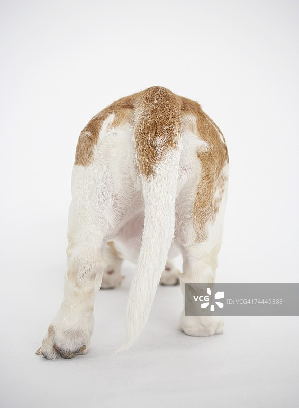 狗的尾巴，特写图片素材