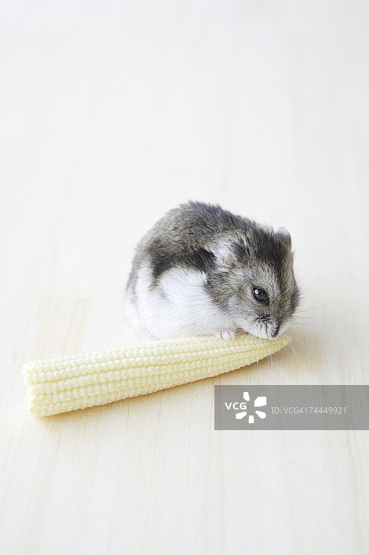 仓鼠吃蔬菜图片素材