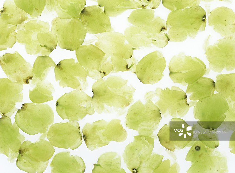 压碎的麝香葡萄图片素材