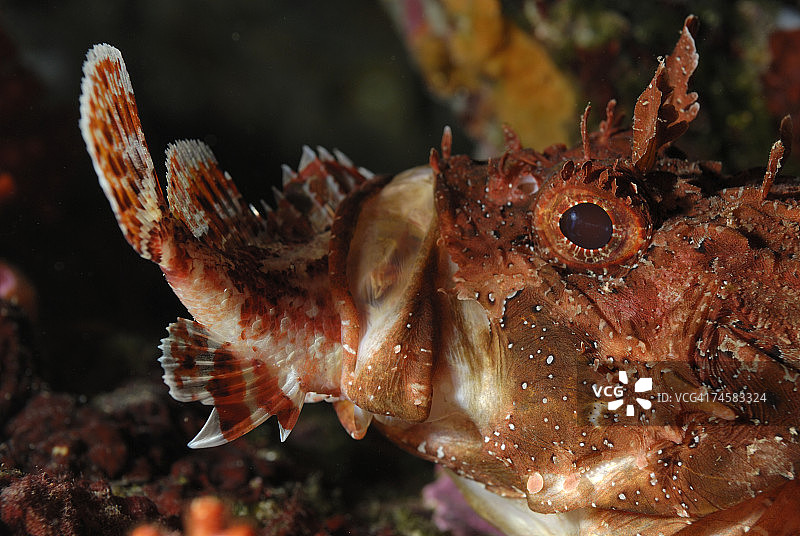 毒蝎鱼捕食特写，侧视图图片素材