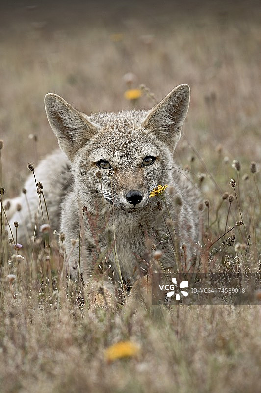 灰狐（巴塔哥尼亚狐），智利百内国家公园，南美洲图片素材