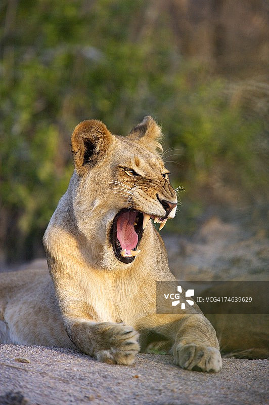 狮子（Panthera leo）打哈欠图片素材