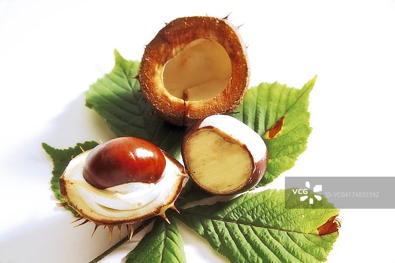 欧洲七叶树（Aesculus hippocastanum）剖面图图片素材