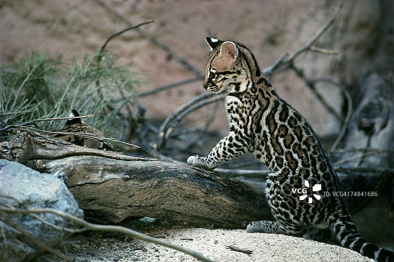 美洲小豹（Felis pardalis），圈养于动物园图片素材
