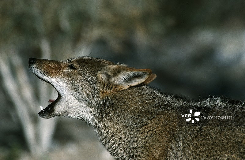 郊狼（Canis latrans）嚎叫，莫哈韦沙漠，美国图片素材