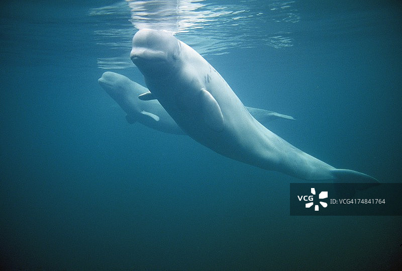 白色白鲸图片素材