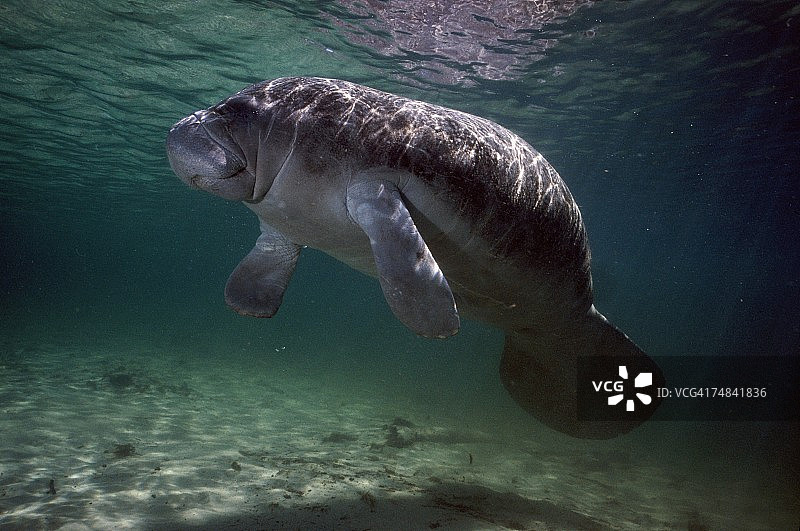 水晶河中游泳的西印度海牛图片素材