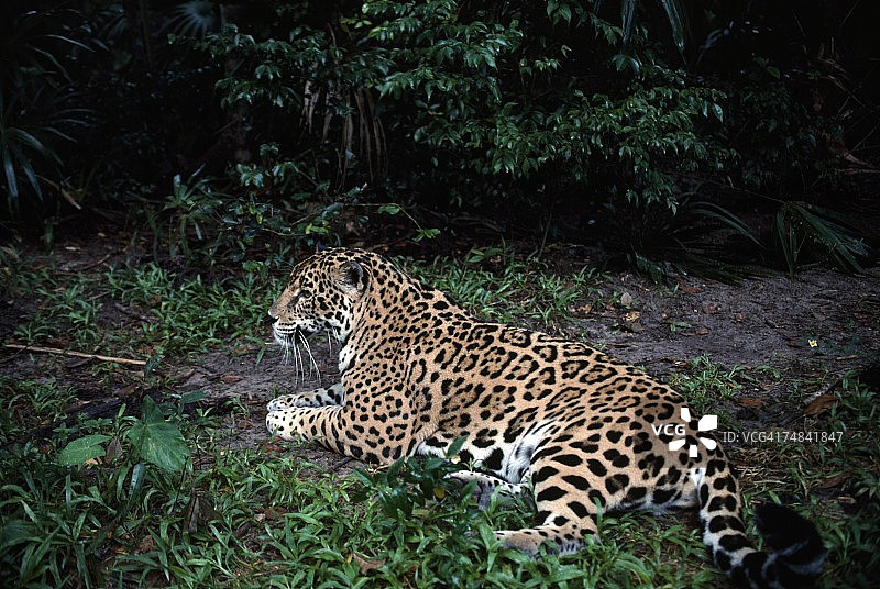 濒危的美洲虎，位于中美洲伯利兹的雨林中图片素材
