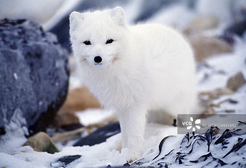 北极狐正在吃水牛浆果，美国怀俄明州提顿国家公园图片素材