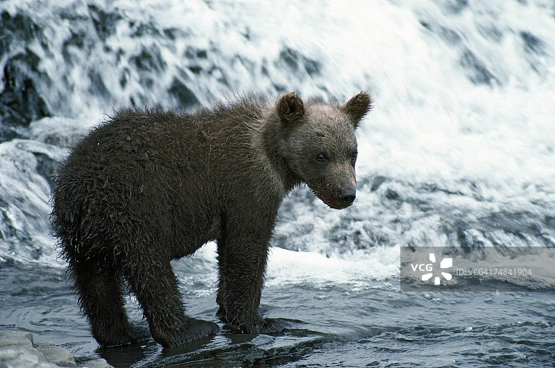 阿拉斯加麦克尼尔河的幼年灰熊图片素材