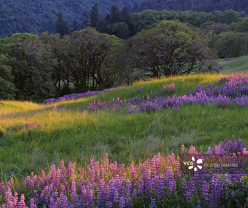 美国加利福尼亚州俄勒冈州，山丘上的羽扇豆和橡树图片素材