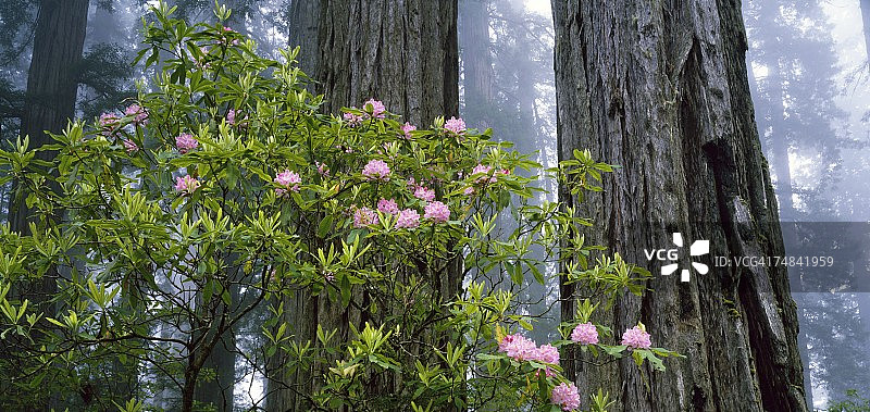 美国加利福尼亚州红杉树和杜鹃花图片素材
