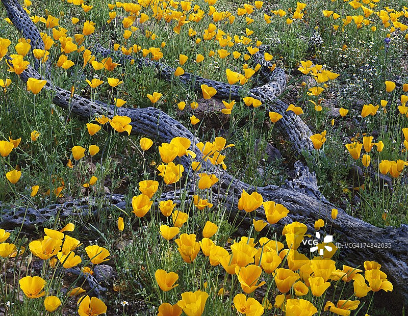 美国亚利桑那州，风琴管仙人掌国家纪念碑图片素材