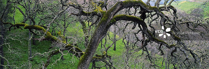 美国加利福尼亚州森林中的黑橡树图片素材