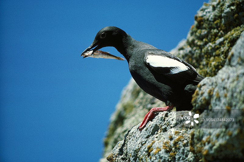 海鸠嘴里叼着一条小鱼，学名：Cepphus columba，地点：加利福尼亚州法拉隆群岛图片素材