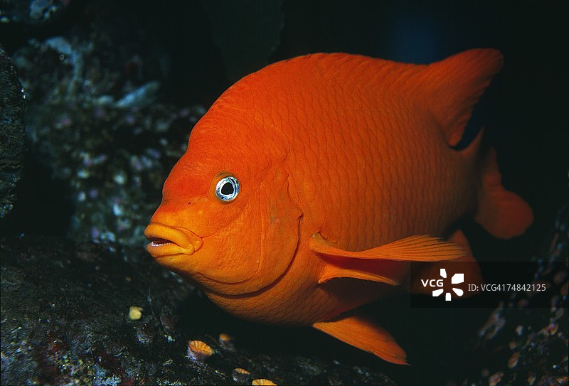 加州卡塔利娜岛海带森林中的海带和加里波第鱼图片素材