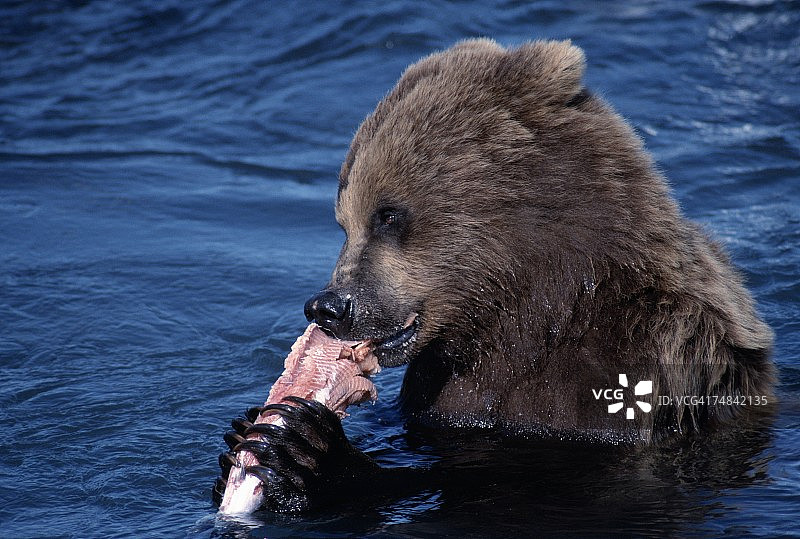 阿拉斯加麦克尼尔河的灰熊正在啃食狗鲑鱼图片素材