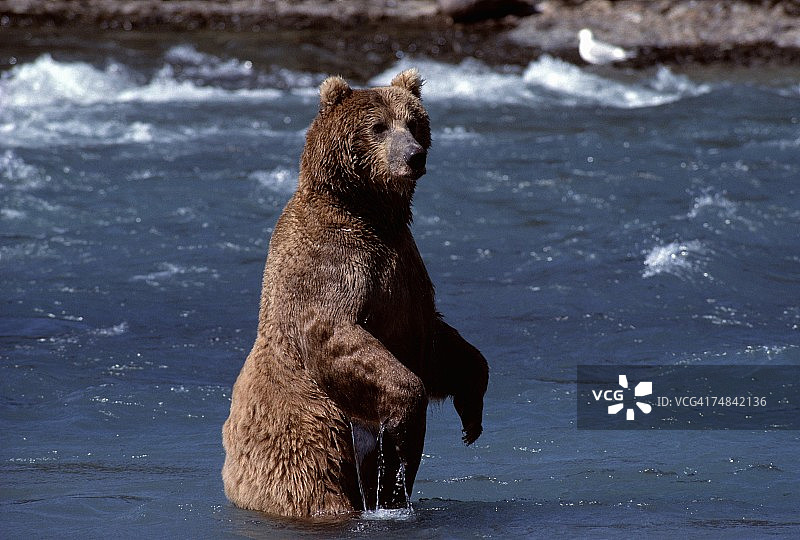 灰熊站在水中，阿拉斯加麦克尼尔河图片素材