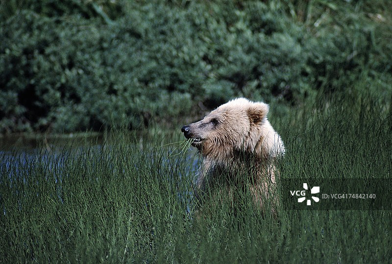 灰熊正在吃草，地点位于阿拉斯加州麦克尼尔河图片素材