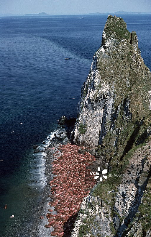 在阿拉斯加圆岛海岸线放松的海象图片素材