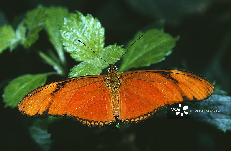 翅膀展开的朱莉娅蝴蝶停留在树叶上，学名：Dryas julia，特立尼达图片素材