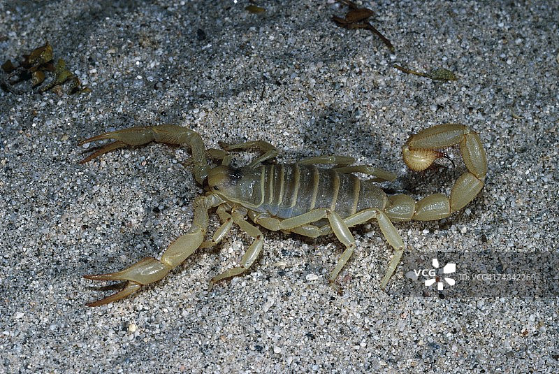 沙漠毛蝎（Hadrurus arizonensis），栖息在亚利桑那州索诺兰沙漠、加利福尼亚州莫哈韦沙漠图片素材