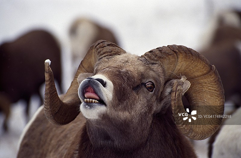 盘羊张着嘴，仿佛在发声。加拿大盘羊。落基山脉图片素材