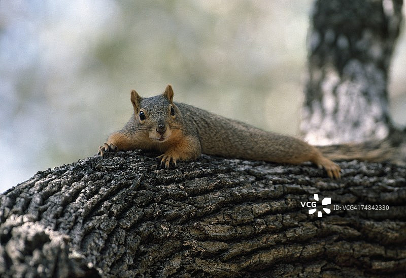 狐松鼠下树，黑松鼠，阿兰萨斯国家野生动物保护区，德克萨斯州图片素材