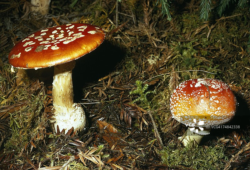 生长在地表的死亡天使菌（毒蝇伞）图片素材