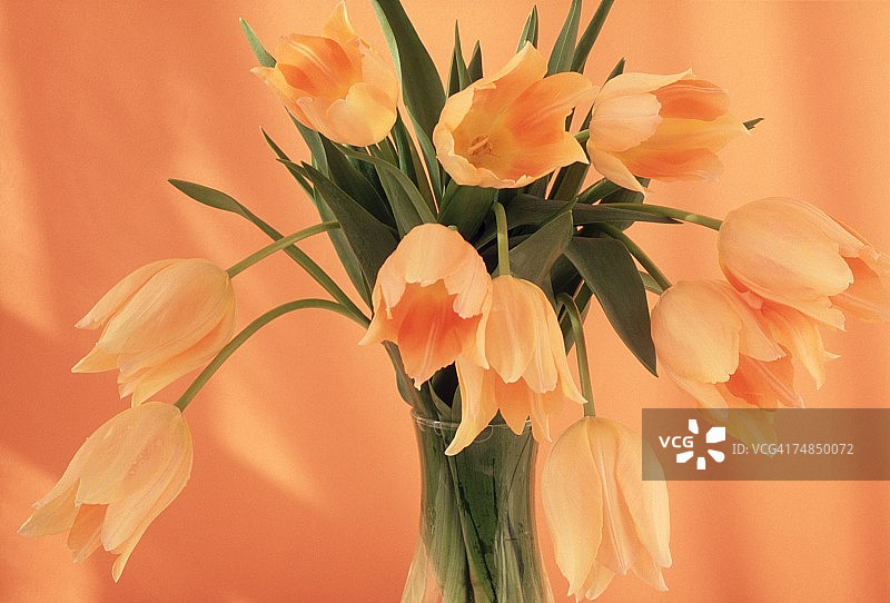 罐子里的橙色郁金香景观图片素材