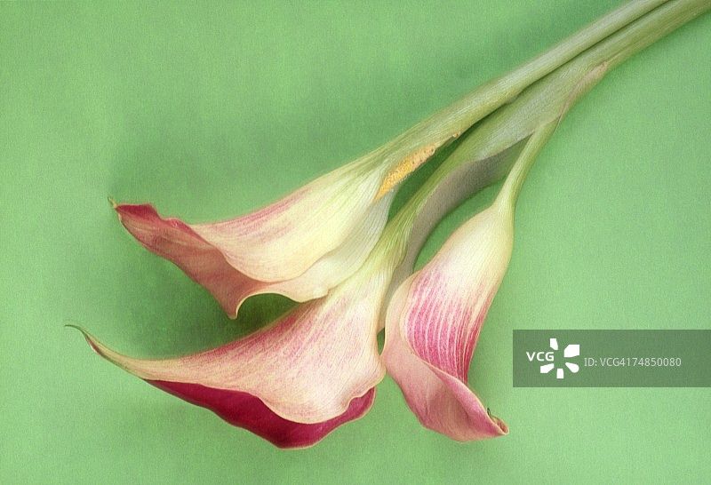 美人蕉特写图片素材