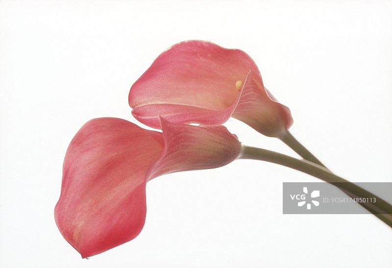 美人蕉特写图片素材