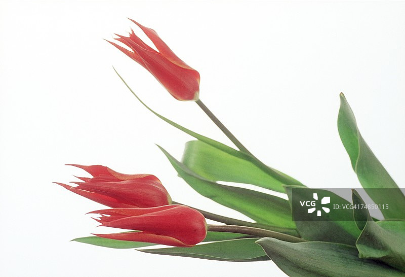 红色花朵特写图片素材