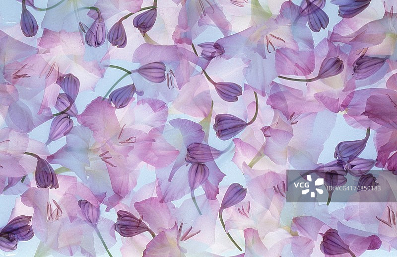 迷人花朵的特写图片素材