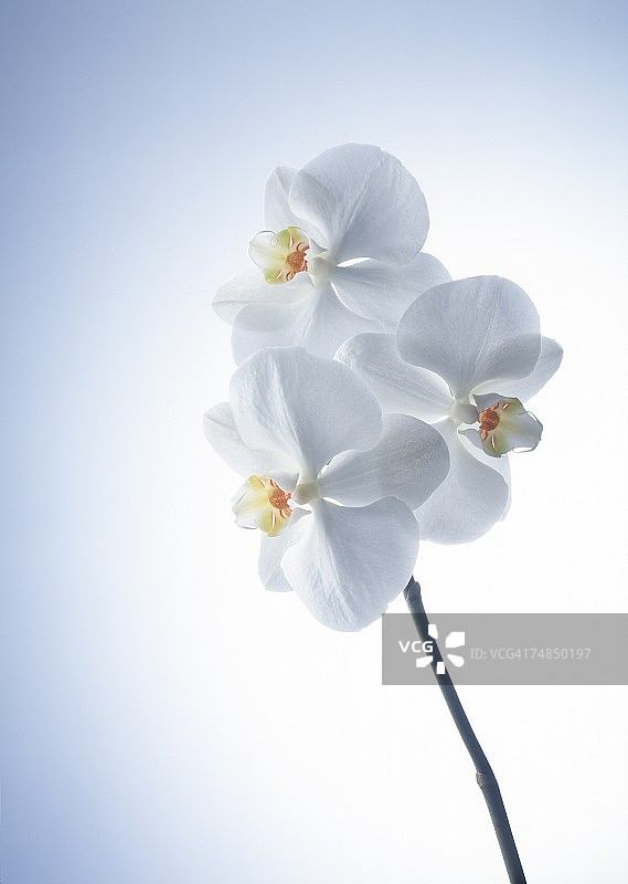 白色花朵特写图片素材