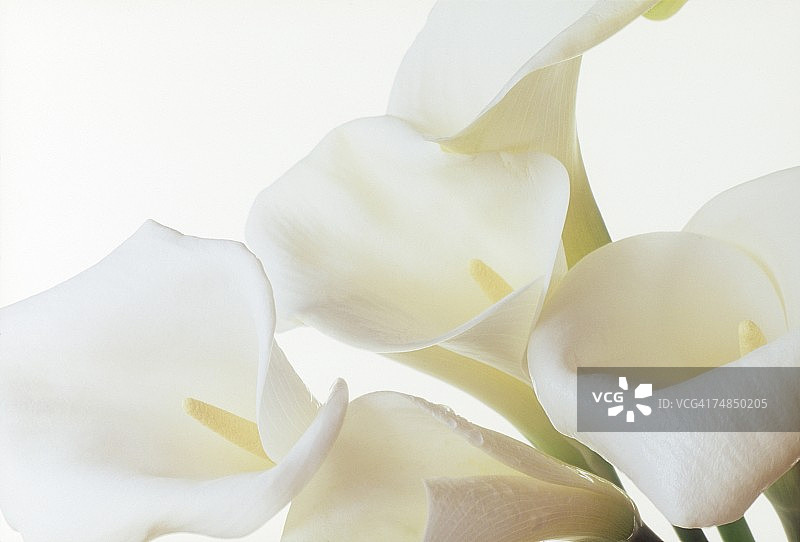 美人蕉特写图片素材