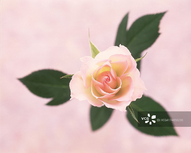 粉色玫瑰花特写图片素材