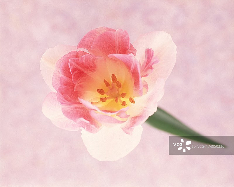 粉色花朵特写图片素材