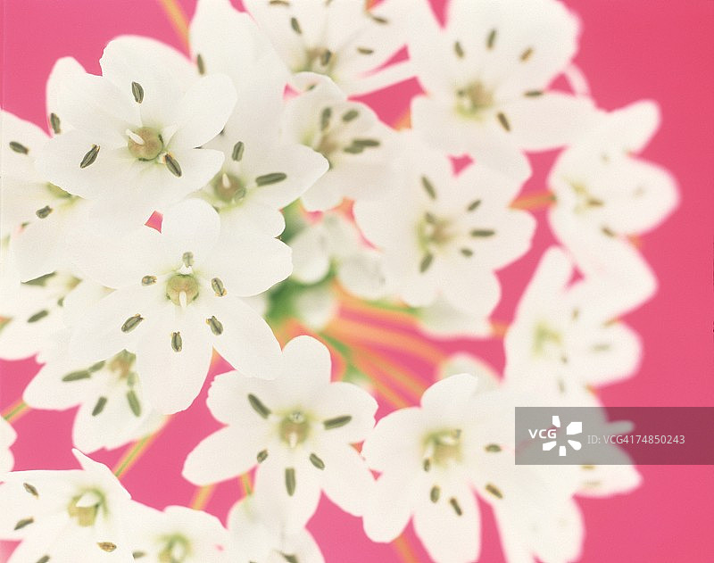 一束白色鲜花特写图片素材
