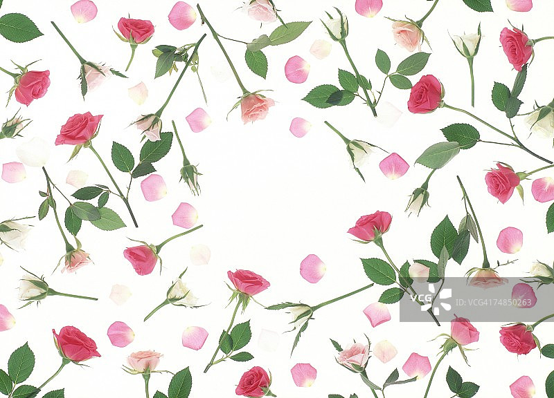 散落的玫瑰花与绿叶景观图片素材