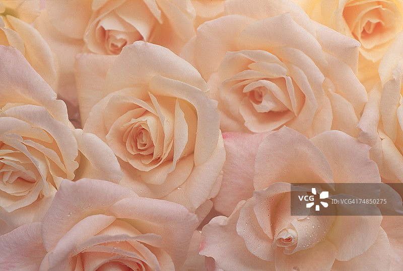 桃色玫瑰特写图片素材