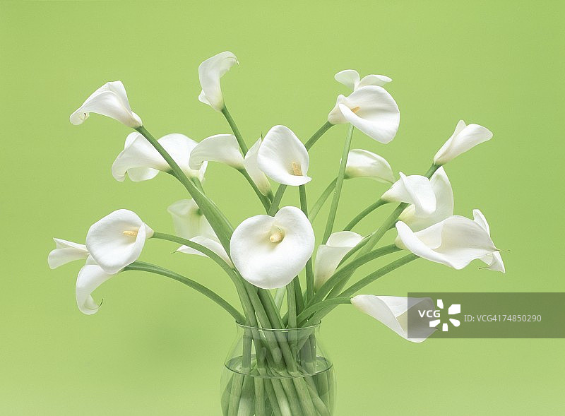 花瓶里美人蕉的特写图片素材