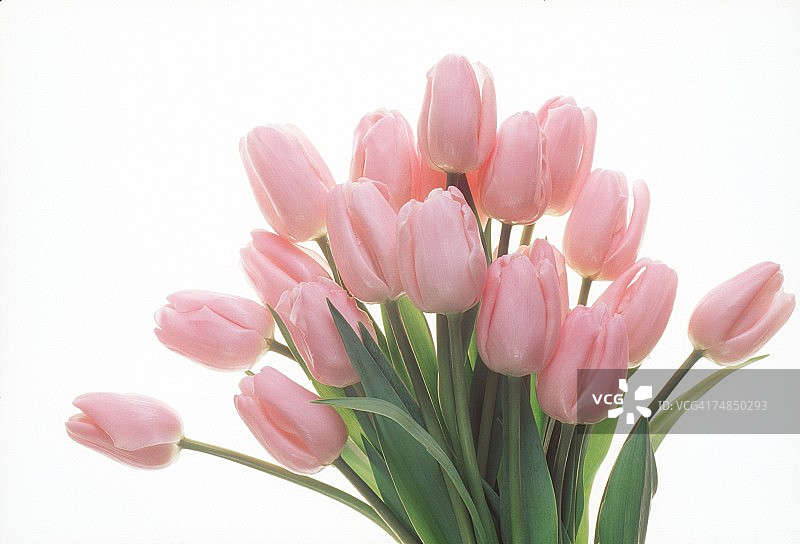 郁金香花束特写图片素材