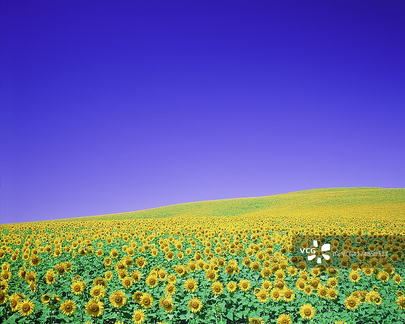 向日葵田景色图片素材