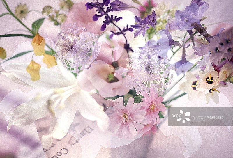特写的花图片素材