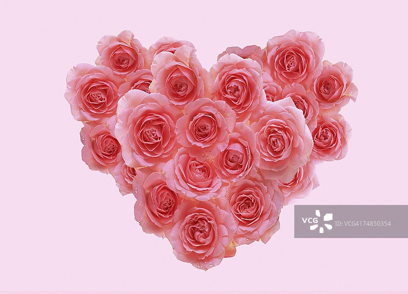 粉色玫瑰景观图片素材