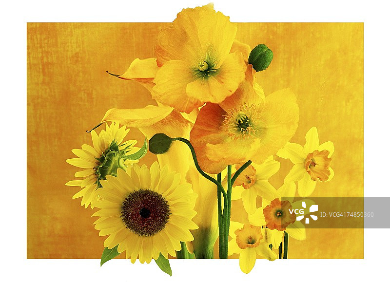 黄色花朵的特写图片素材