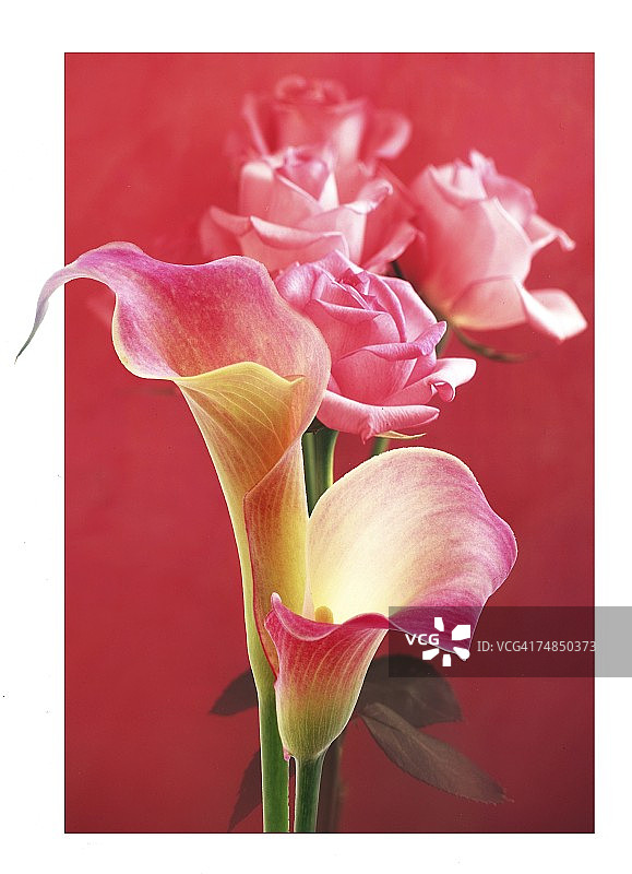 美人蕉和玫瑰特写图片素材